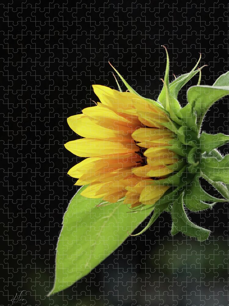 Flower Jigsaw Puzzle featuring the photograph Sunflower Awakening by D Lee