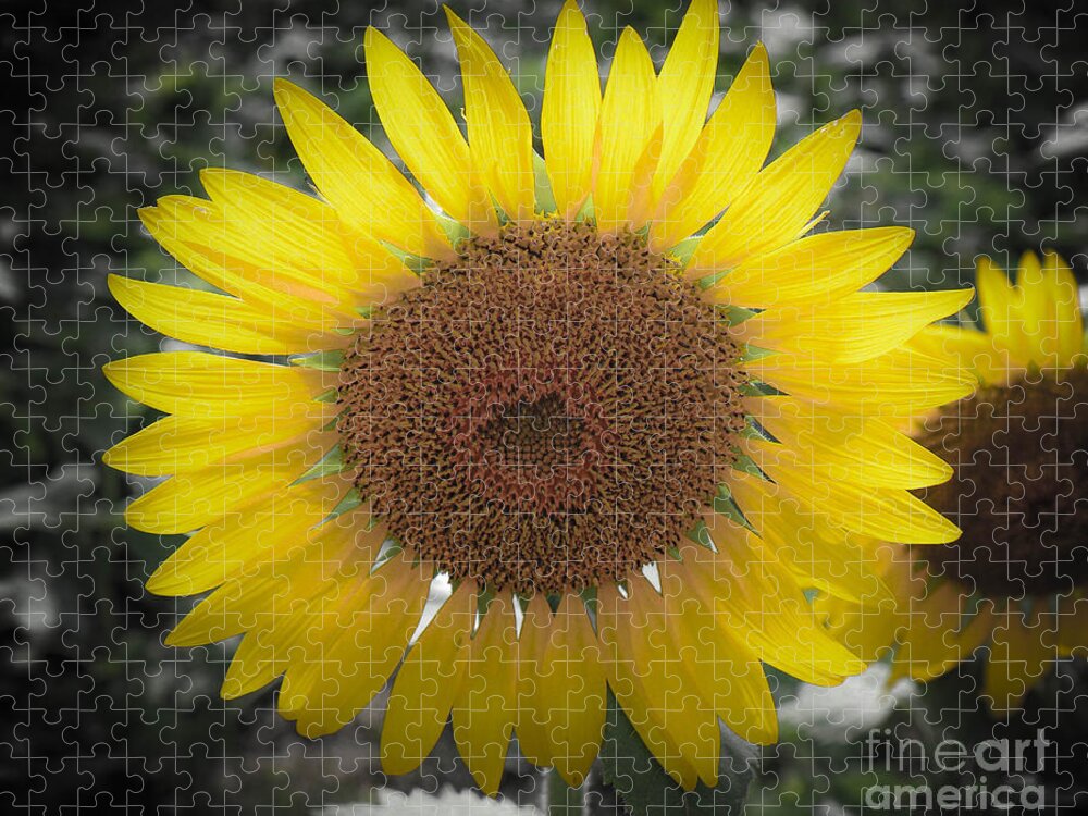 Sunflowers Jigsaw Puzzle featuring the photograph Sunflower Closeup by Veronica Batterson