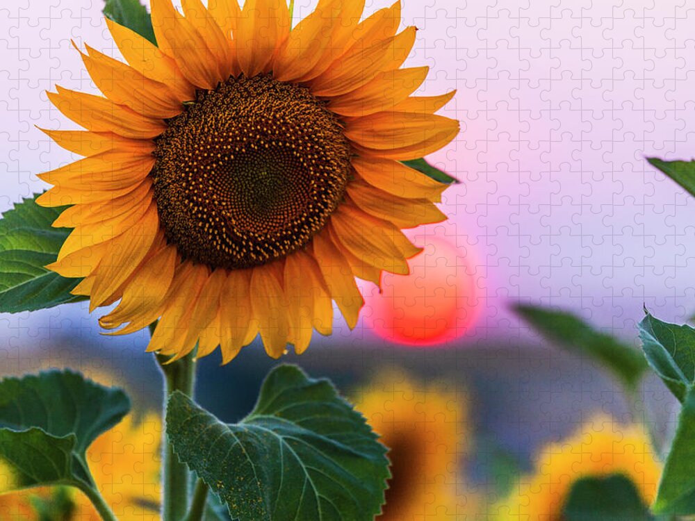 Bulgaria Jigsaw Puzzle featuring the photograph Sunflower by Evgeni Dinev