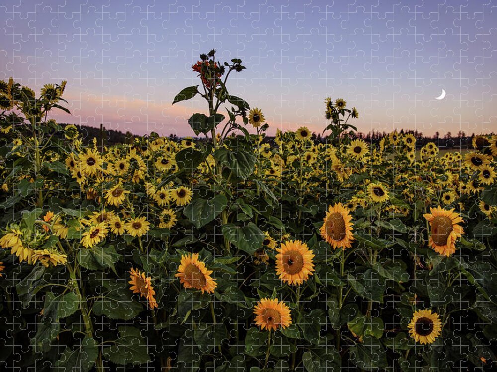 Sunflower Field Jigsaw Puzzle featuring the photograph Sunflower Field a Sunset by Naomi Maya