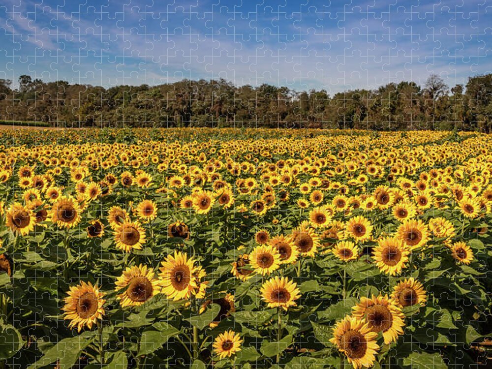 Sunflowers Jigsaw Puzzle featuring the photograph Sunflower Field by Elvira Peretsman