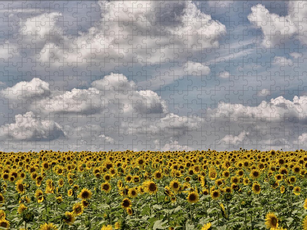 Sunflowers Jigsaw Puzzle featuring the photograph Sunflower Fields by Erika Fawcett