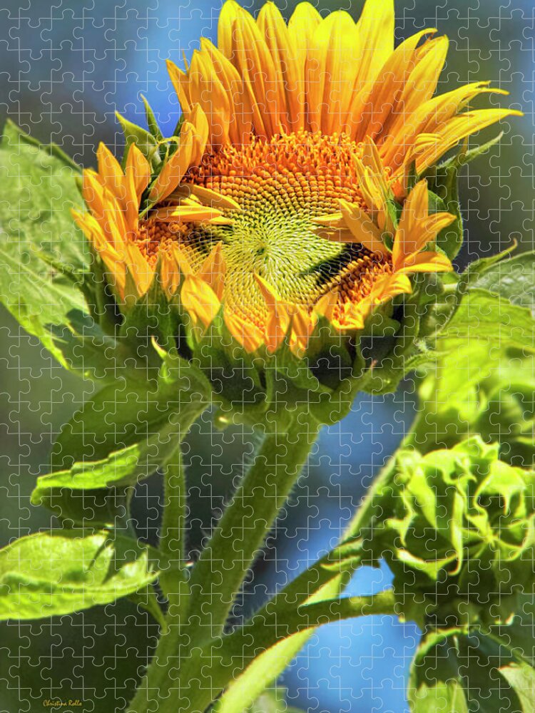 Sunflower Jigsaw Puzzle featuring the photograph Sunflower Glory by Christina Rollo