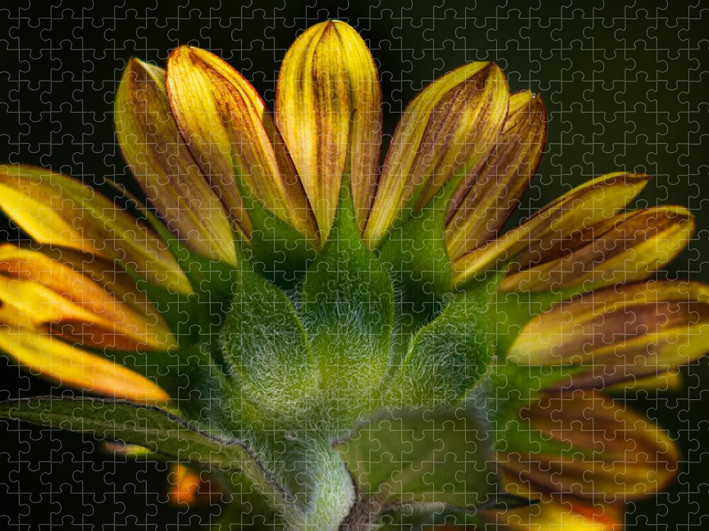 Sunflower Jigsaw Puzzle featuring the photograph Sunflower in Shadow by Carrie Hannigan