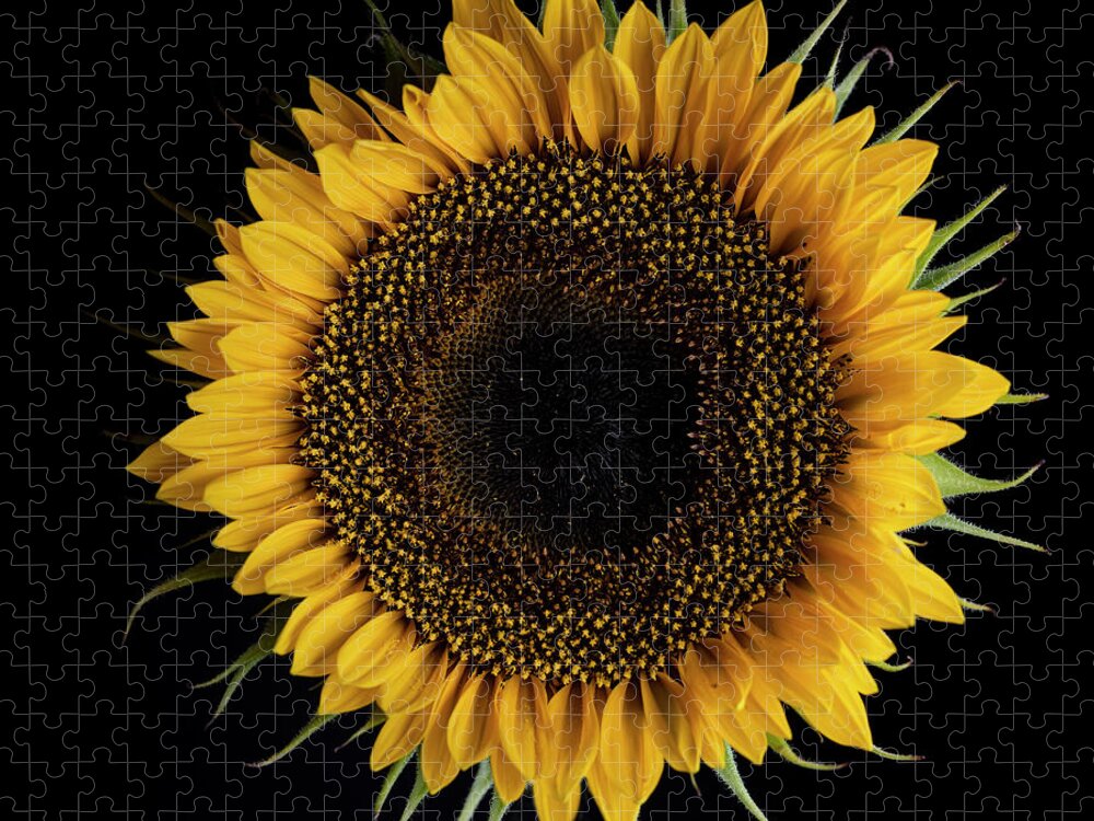 Sunflower Jigsaw Puzzle featuring the photograph Sunflower by Nailia Schwarz