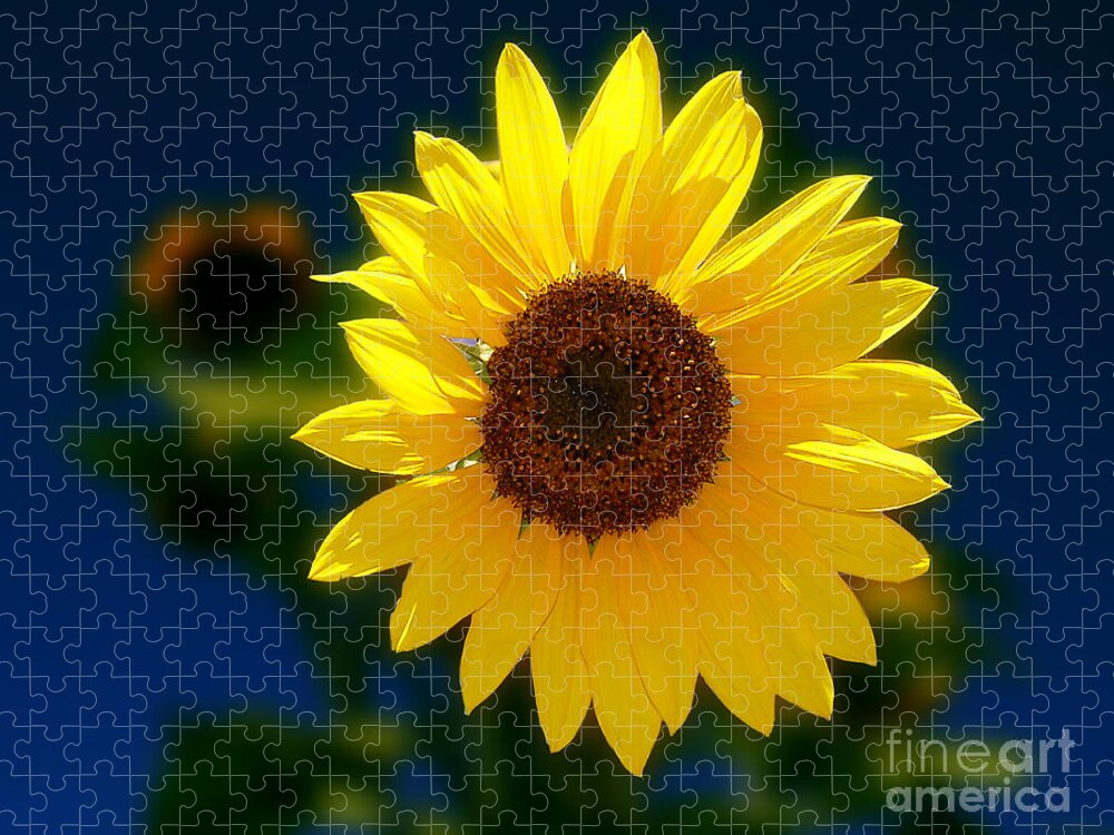 Sunflower Jigsaw Puzzle featuring the photograph Sunflower by Peter Piatt