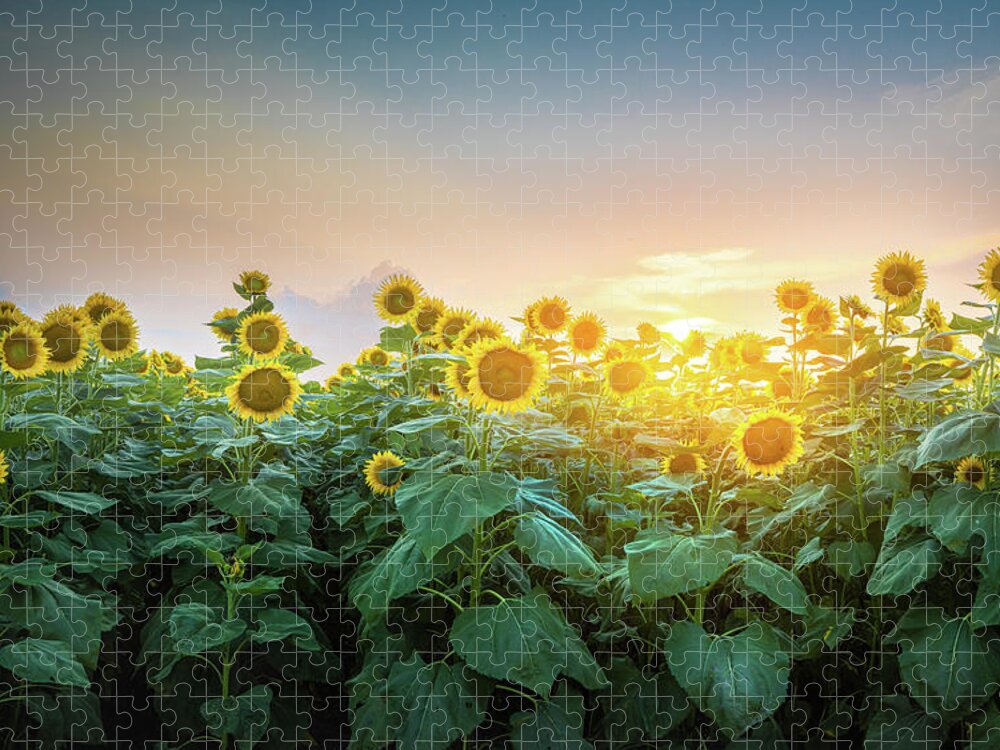 Sunflower Jigsaw Puzzle featuring the photograph Sunflower Sunset Alabama by Jordan Hill