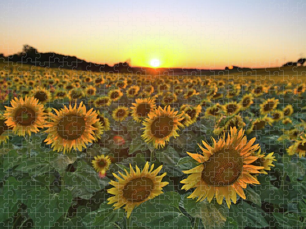 Sunflowers Jigsaw Puzzle featuring the photograph Sunflower sunset by Sean Hannon