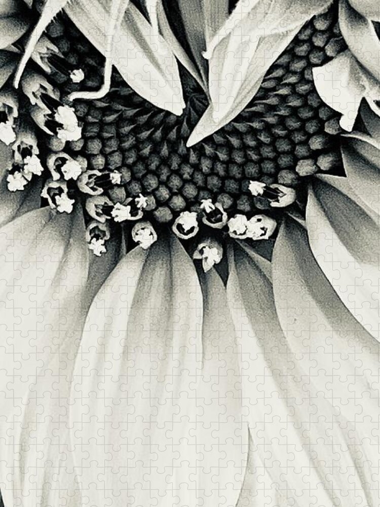 Sunflower Seed Black White B&w Jigsaw Puzzle featuring the photograph Sunflower Surprise by Eileen Gayle