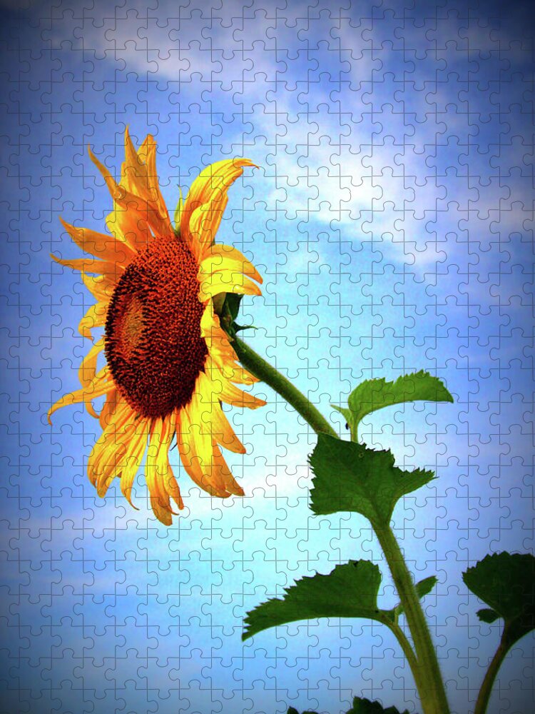 Sun Jigsaw Puzzle featuring the photograph Sunflower2136 by Carolyn Stagger Cokley