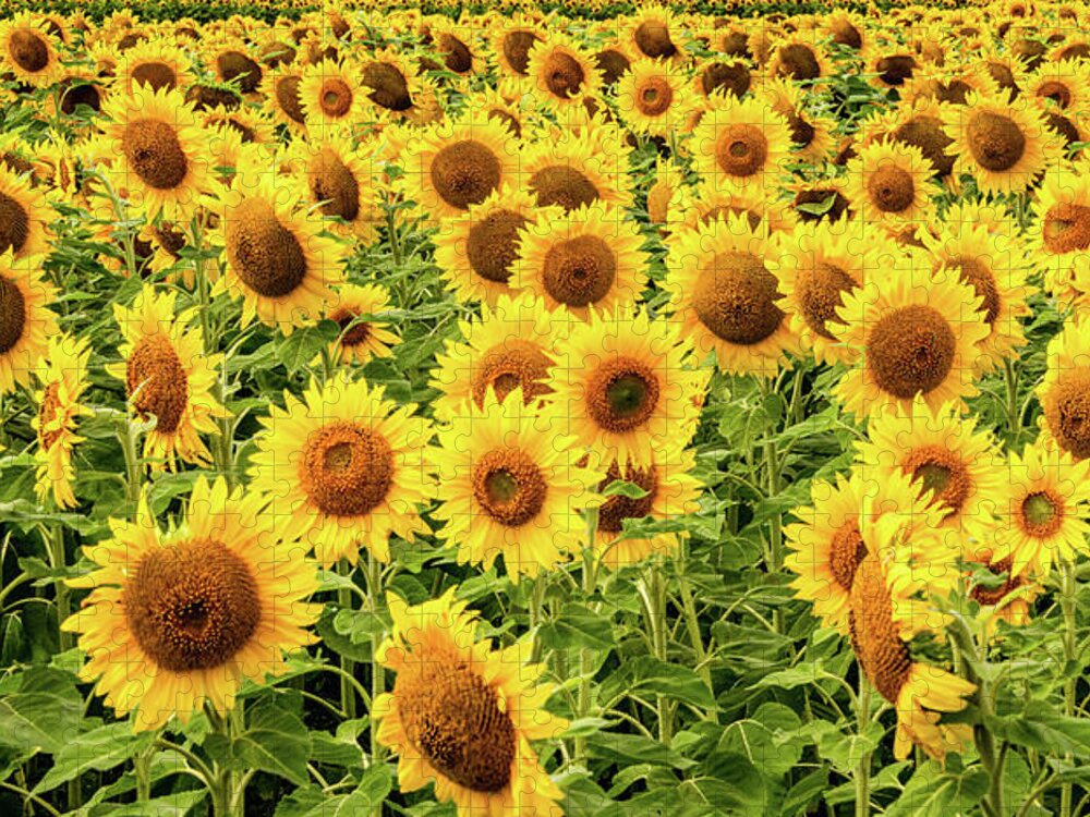 Sunflowers Jigsaw Puzzle featuring the photograph Sunflowers As Far As The Eye Can See by Marcy Wielfaert