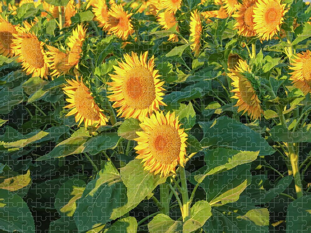 Flower Jigsaw Puzzle featuring the photograph Sunflowers by Jonathan Nguyen