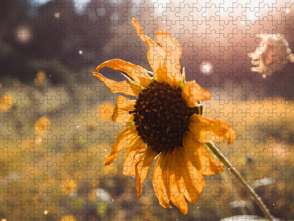 Sunkissed Jigsaw Puzzle featuring the photograph Sunkissed by Bonny Puckett
