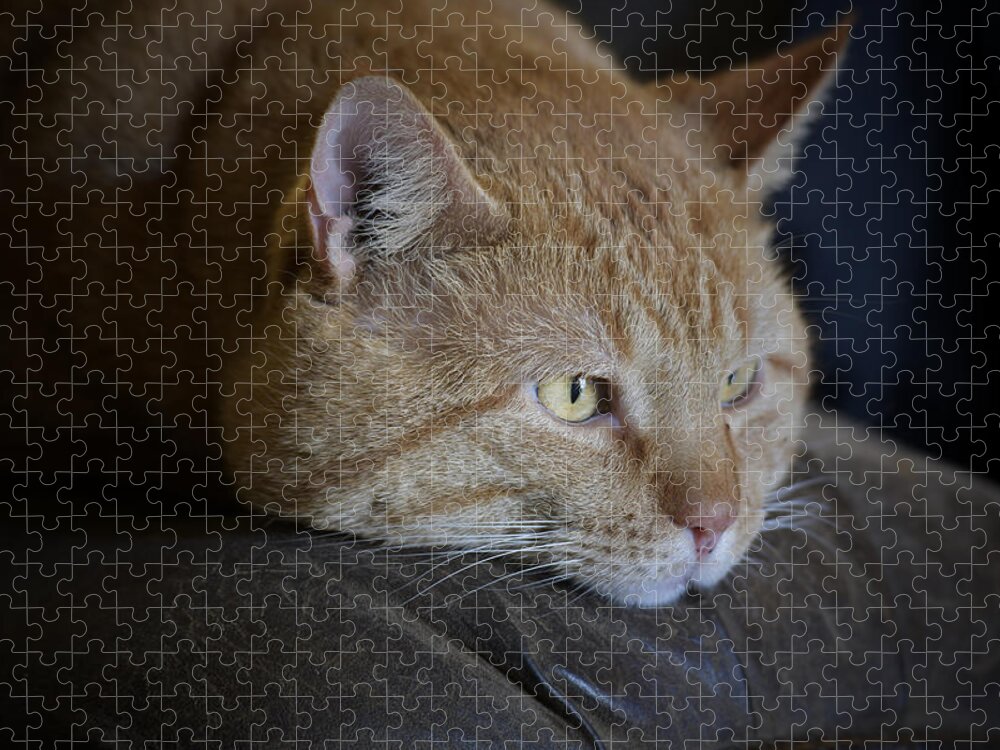 Yellow Tabby Jigsaw Puzzle featuring the photograph Sunny by DArcy Evans