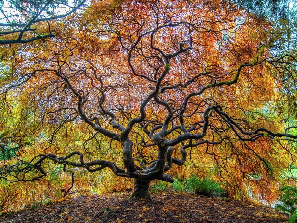 Maple Jigsaw Puzzle featuring the photograph Sunny Japanese Maple by Jerry Cahill