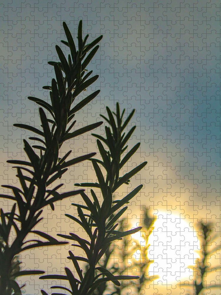 Rosemary Jigsaw Puzzle featuring the photograph Sunny Rosemary by W Craig Photography