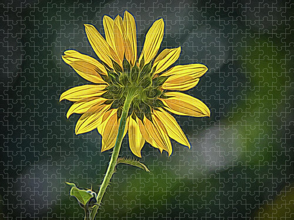 Bloom Jigsaw Puzzle featuring the photograph Sunny Sunflower Following the Sun With Enhancements by Debra Martz