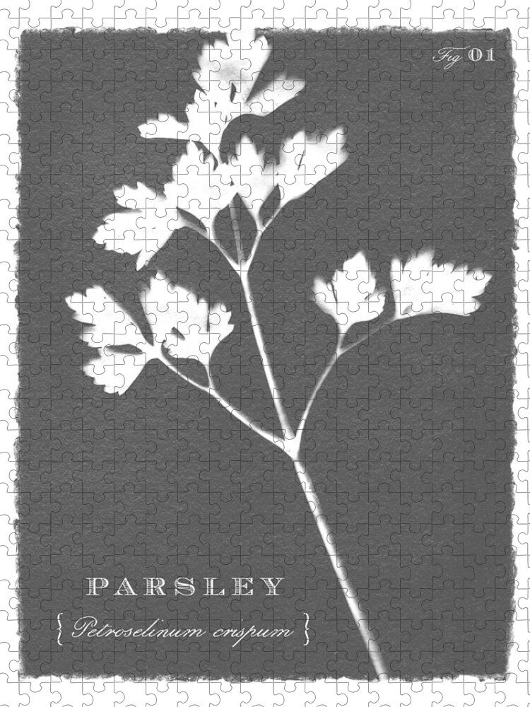 Gray Jigsaw Puzzle featuring the painting Sunprinted Herbs in Charcoal Gray - Parsley - Art by Jen Montgomery by Jen Montgomery