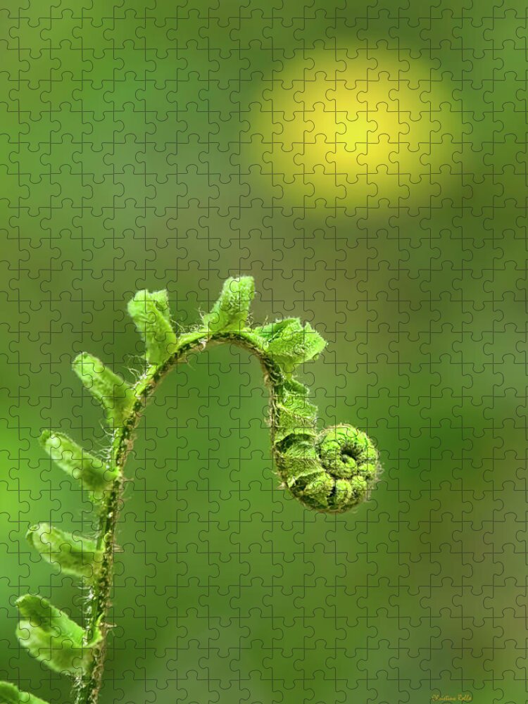 Fern Jigsaw Puzzle featuring the photograph Sunrise Spiral Fern by Christina Rollo