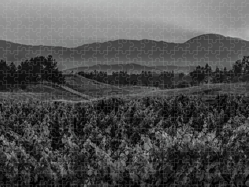 California; Farmland; Fine Art; Landscape; Rural; Temecula; Vineyards; Fruit; Vines; Vineyard; Wine; Hills; Fence; Sun; Sunset; Spectacular Sunset; God Rays; Crepuscular Rays; Peace; Peaceful; Pasture; Paradise; Serenity; Food; B & W; Black & White; Black And White; Monochrome; Mono; Hi Rez; High Resolution; Panorama; Panoramic; Ranch; Wine Country; Socal; Small Town; West Coast; Ca; Wine; Country Jigsaw Puzzle featuring the photograph Sunset over the Vineyard Black and White by Peter Tellone