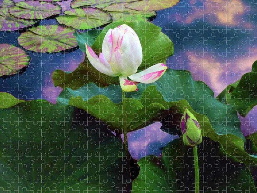 Lotus Jigsaw Puzzle featuring the photograph Sunset Pond Lotus by Jessica Jenney