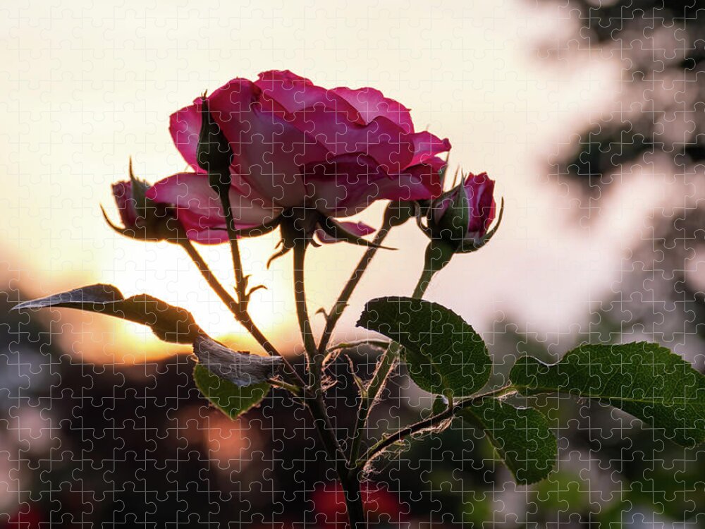 Rose Jigsaw Puzzle featuring the photograph Sunset Rose by Arthur Oleary
