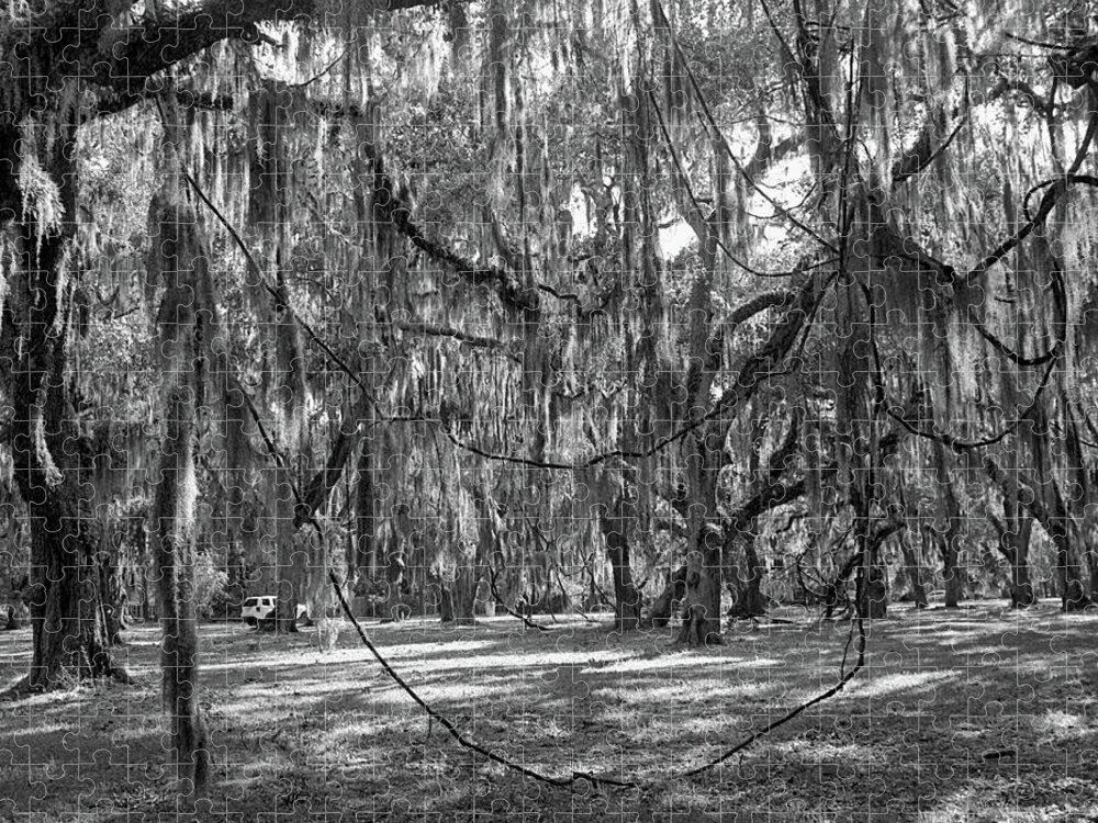 Georgia Jigsaw Puzzle featuring the photograph Sunshine and Spanish Moss, St. Simons by John Simmons
