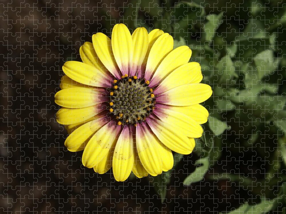 Flower Jigsaw Puzzle featuring the photograph Sunshine by Heather E Harman