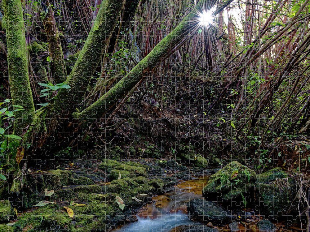 Sunstar Jigsaw Puzzle featuring the photograph Sunstar in the Hawaiian Forest by Heidi Fickinger