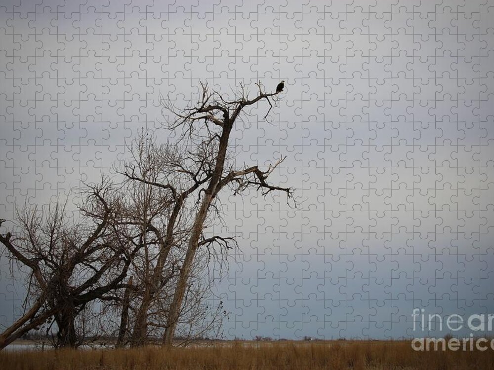 Eagles Jigsaw Puzzle featuring the photograph Surveying the Land by Veronica Batterson