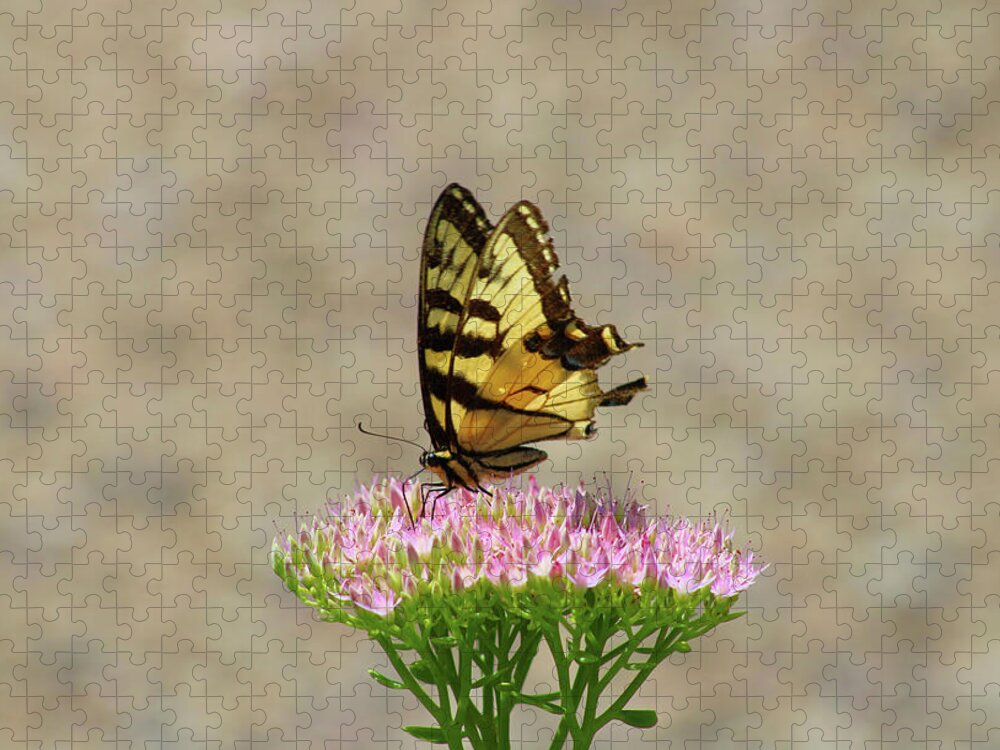 Swallowtail Jigsaw Puzzle featuring the photograph Swallowtail Butterfly Endures by Christopher Reed