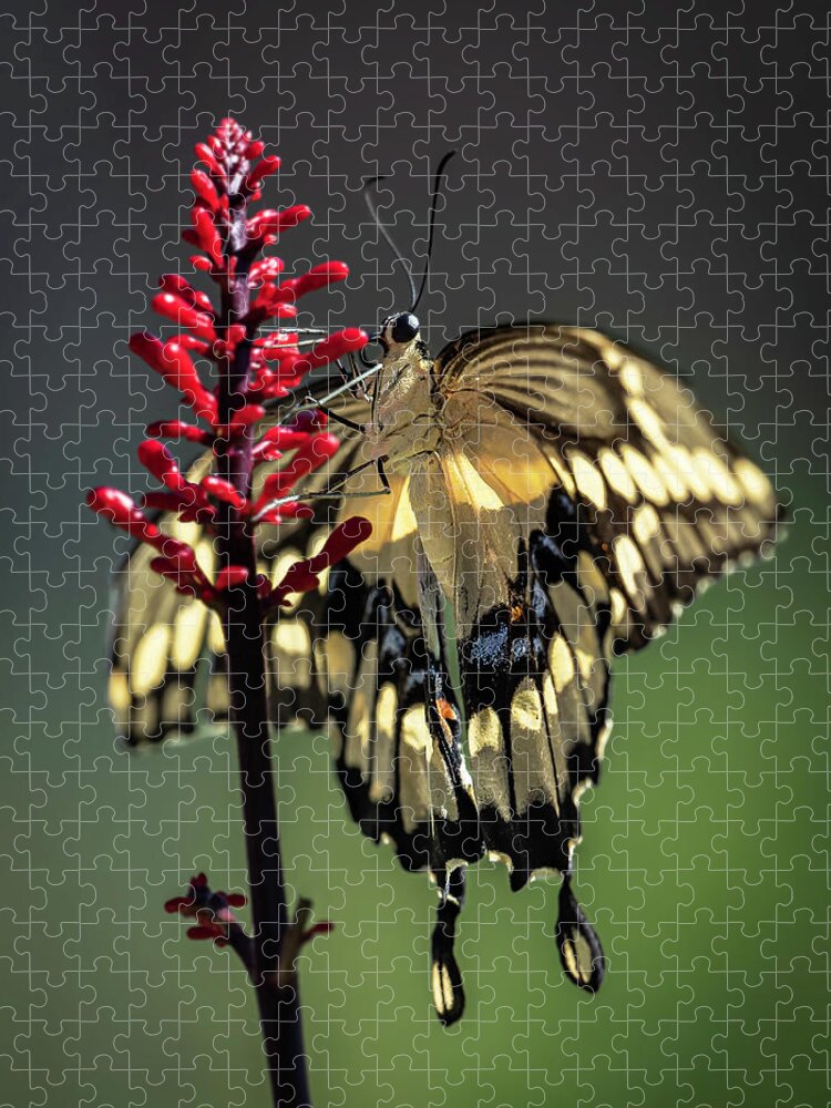 Butterfly Jigsaw Puzzle featuring the photograph Swallowtail in the Summer by Laura Hedien
