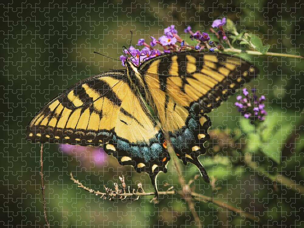 Swallowtail Jigsaw Puzzle featuring the photograph Swallowtail by Lori Rowland