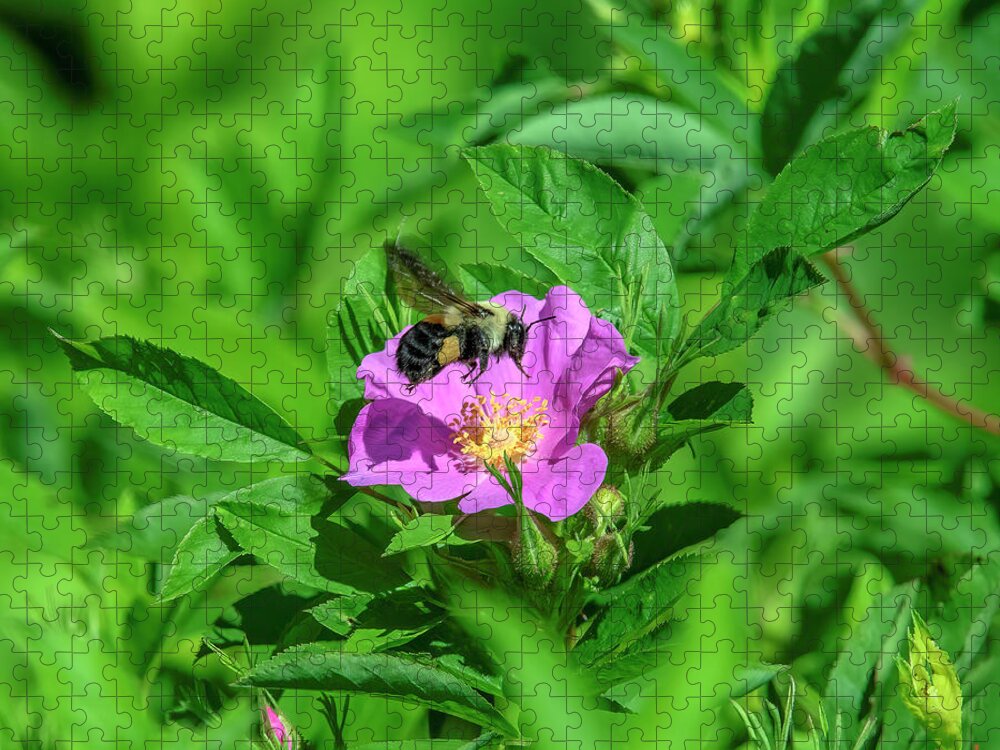 Nature Jigsaw Puzzle featuring the photograph Swamp Rose and Departing Bumble Bee DFL1082 by Gerry Gantt