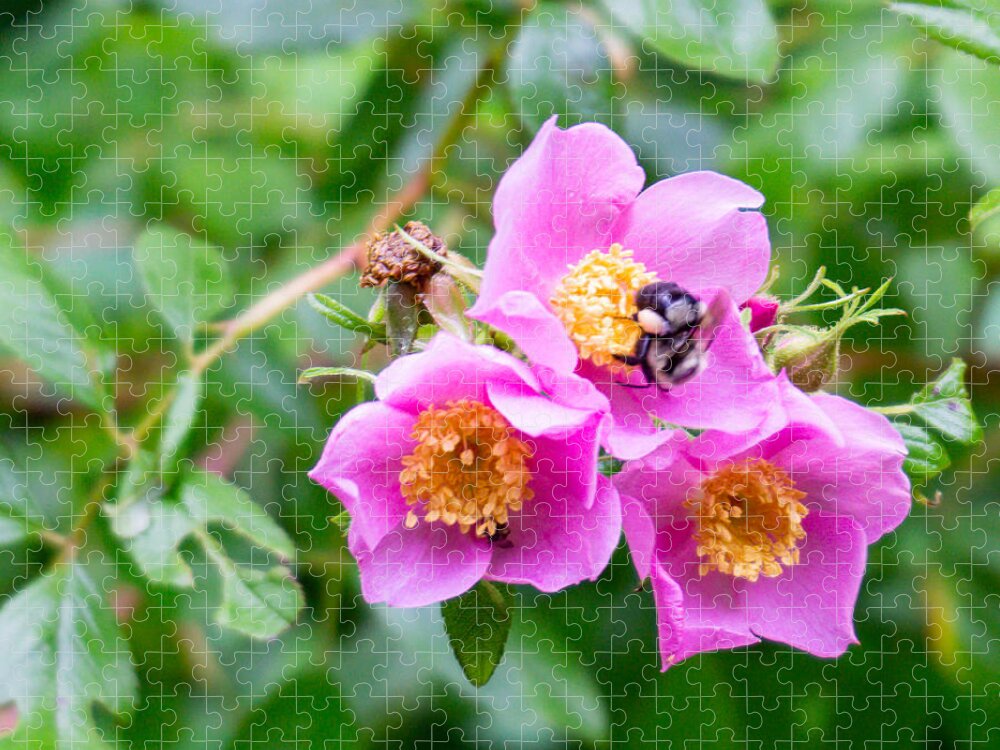 #swamproses#azaleagarden#northcarolinaarboretum#ashevillenc#usa Jigsaw Puzzle featuring the photograph Swamp Roses and Friend by Katherine Y Mangum