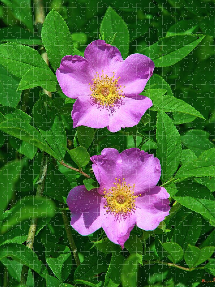 Nature Jigsaw Puzzle featuring the photograph Swamp Roses Rosa palustris DSMF179 by Gerry Gantt