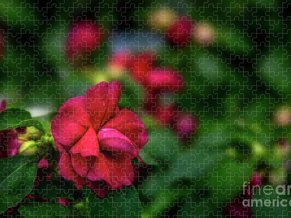 Flower Jigsaw Puzzle featuring the photograph Sweet Little Impatiens by Shelia Hunt