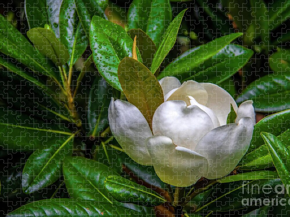 Blossom Jigsaw Puzzle featuring the photograph Sweet Magnolia by Shelia Hunt