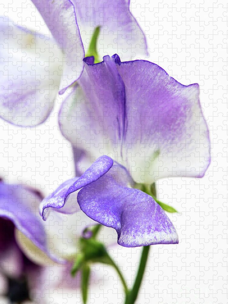 Sweet Pea Blue Ripple Jigsaw Puzzle featuring the photograph Sweet Pea Blue Ripple by Tim Gainey
