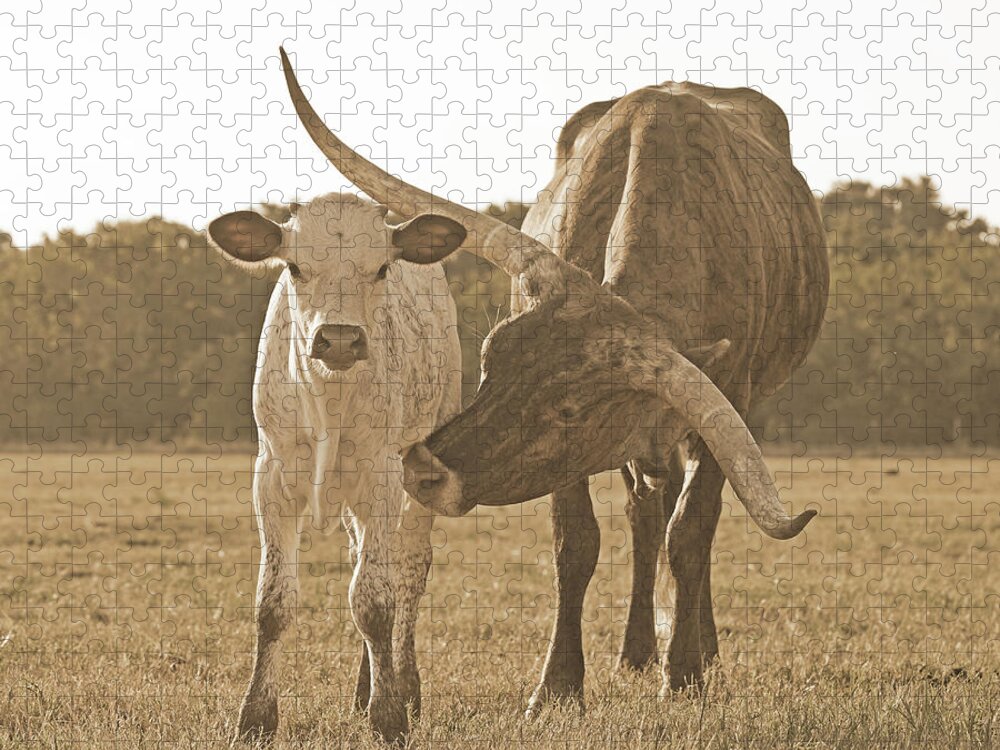 Texas Longhorn Cow Picture Jigsaw Puzzle featuring the photograph Sweet Pepper- Texas longhorn cow in sepia by Cathy Valle