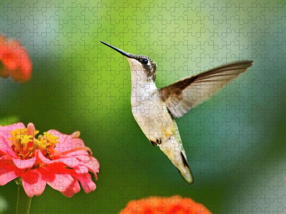 Hummingbirds Jigsaw Puzzle featuring the photograph Sweet Promise Hummingbird Square by Christina Rollo