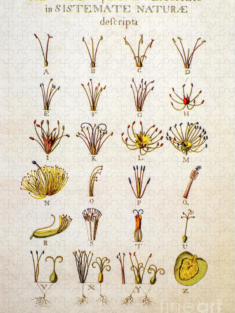 Systema Naturae Jigsaw Puzzle featuring the photograph Systema Naturae Carolus Carl Linnaeus o1 by Botany