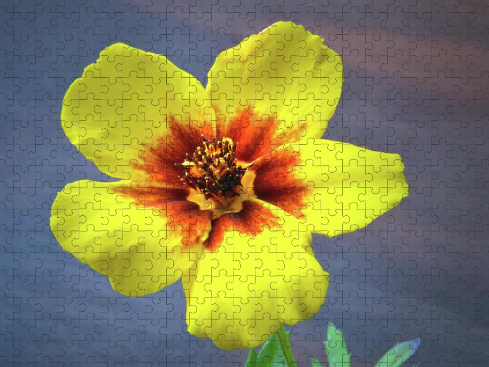 Tagetes Jigsaw Puzzle featuring the photograph Tagetes Patula by Terence Davis
