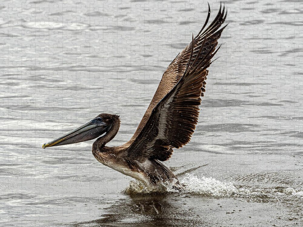 Brown Pelican Jigsaw Puzzle featuring the photograph Take Off 2 by Jerry Connally