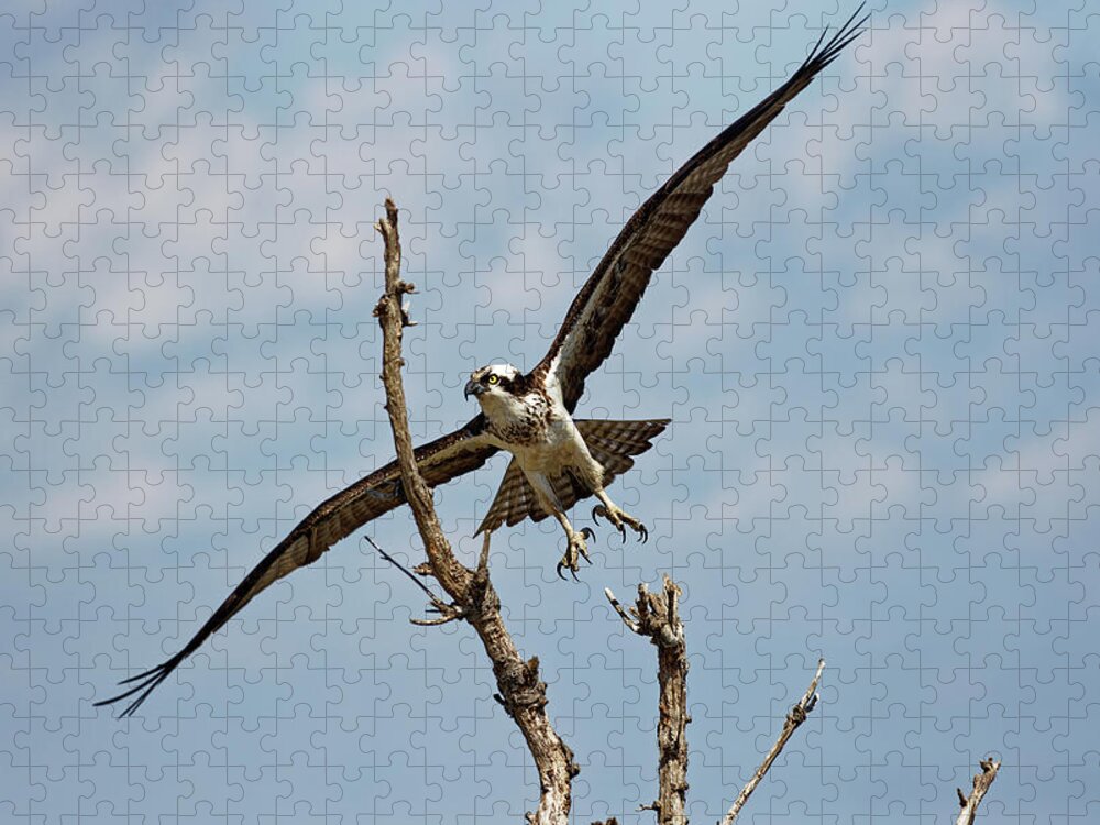 Osprey Jigsaw Puzzle featuring the photograph Taking Flight by Ken Fullerton