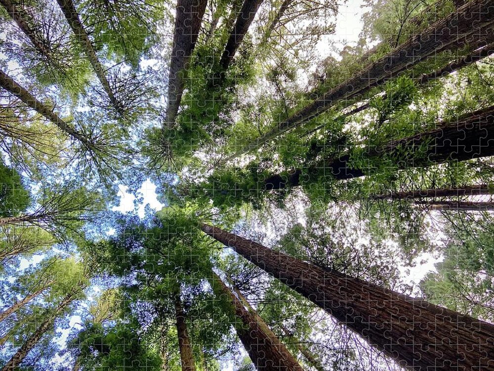 Redwoods Jigsaw Puzzle featuring the photograph Tall Friends by Daniele Smith