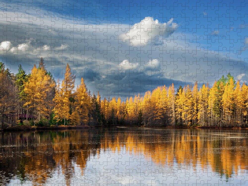 Tamaracks In The Fall Jigsaw Puzzle featuring the photograph Tamaracks in the Fall by David Patterson