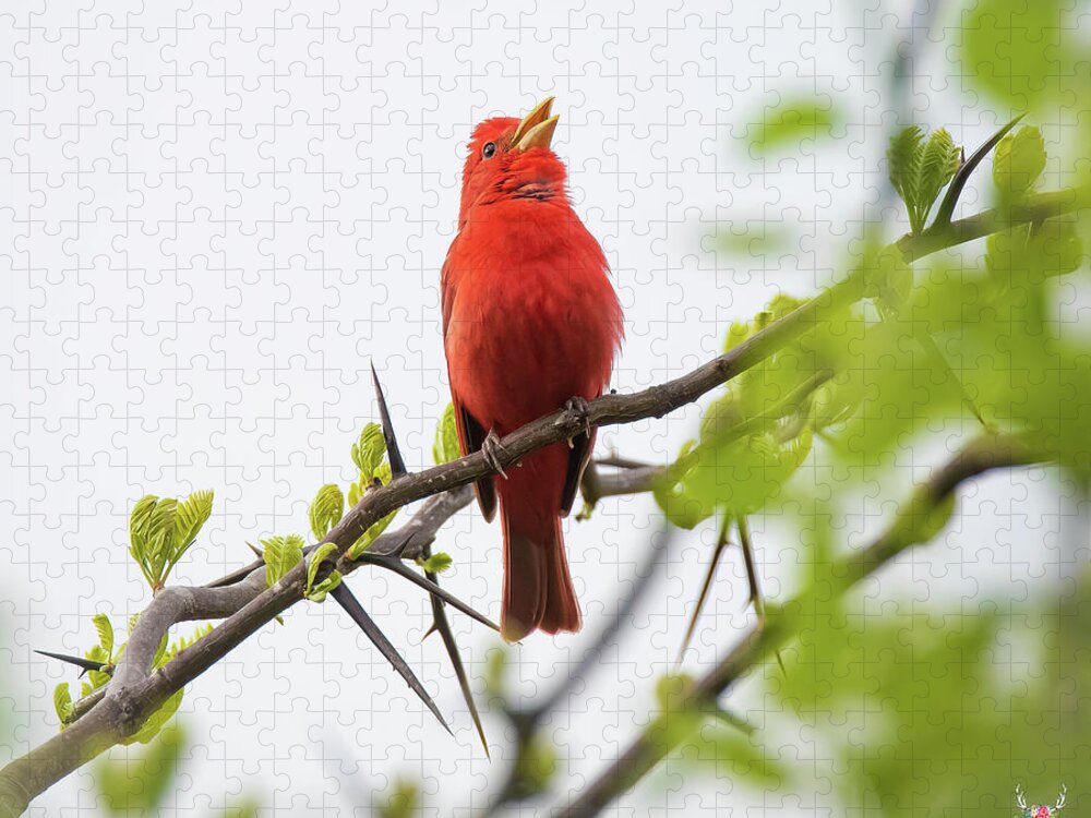 Summer Tanager Jigsaw Puzzle featuring the photograph Tanager Song by Pam Rendall