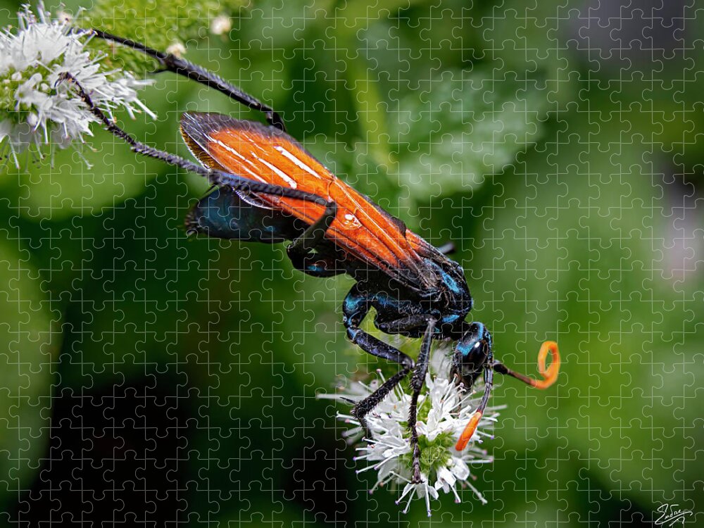 Tarantula Hawk Wasp Jigsaw Puzzle featuring the photograph Tarantula Hawk Wasp 2 by Endre Balogh