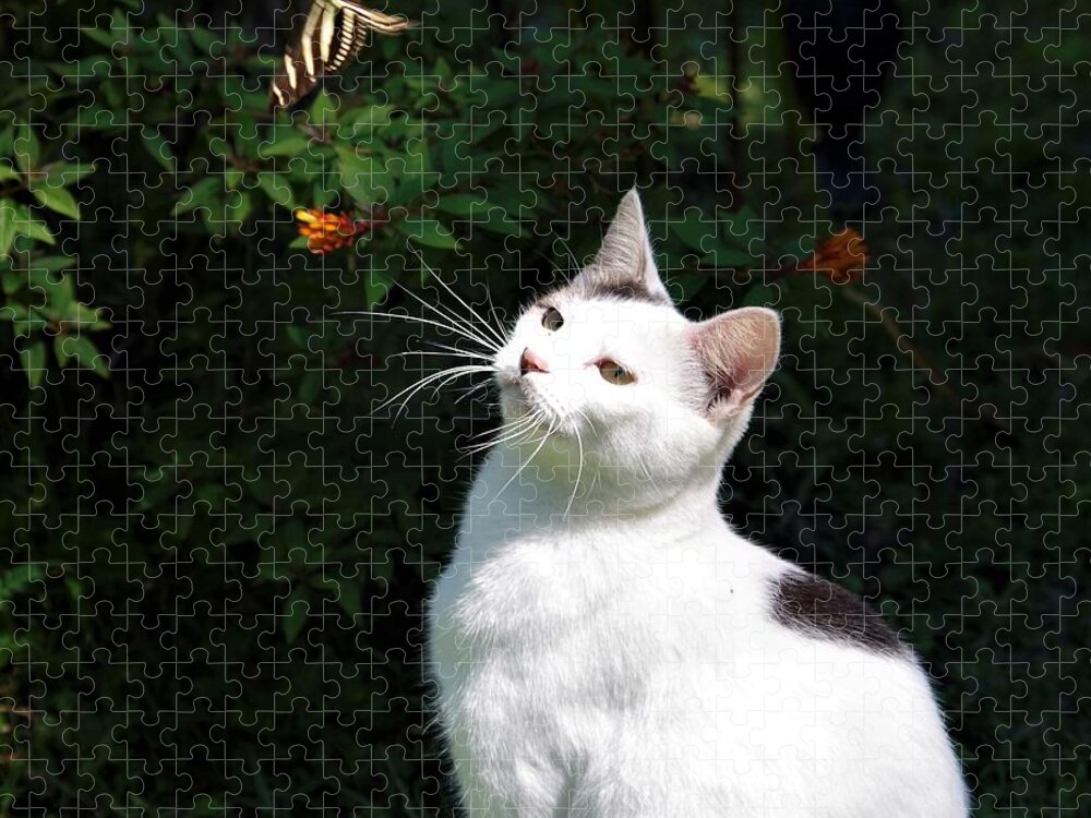 Cat Jigsaw Puzzle featuring the photograph Tazz and Butterfly by Bess Carter